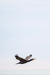 bird in the sky