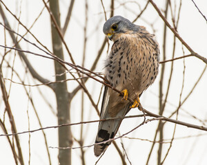 Close up Adult Male Kestrel Perched in a Tree