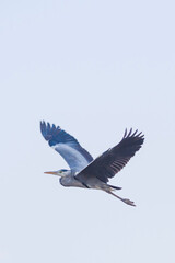 Obraz premium heron in flight