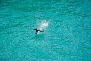 cormorant landing in the bay