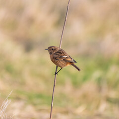 Female Stonechat Perched on s Stick