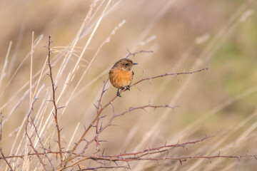 Female Stonechat Perched on s Stick