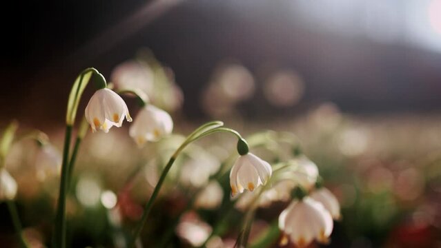 tender flowers of Spring Snowflake plant blooming in forest at sunny day