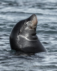 Obraz premium Californian Seal with Head above the Water