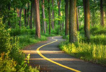 Naklejka premium Beautiful road in green forest at sunset in summer. Colorful landscape with woods, bike road, green trees, grass at sunny evening. Nature. Walkway in blooming park park in Bucha, Ukraine before war.