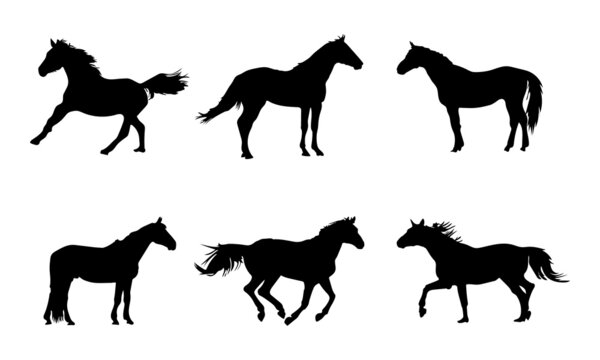Collection of horses silhouettes set  on white background