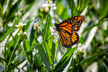 monarch butterfly on white flower