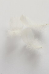 White bird feathers on a white background, light, delicate, romantic and minimalist composition in a bright style with an blank space for text. Texture, wallpaper