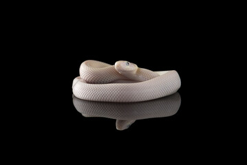Young white Rat Snake isolated on black background