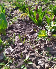 closed flowers in the garden