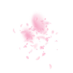 Sakura petals falling down. Romantic pink flowers explosion. Flying petals on white square background. Love, romance concept. Exceptional wedding invitation.