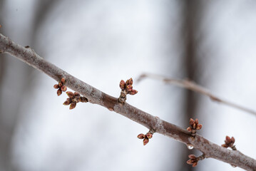 Buds and snow. Early spring and changeable weather. Leaf buds on the tree.