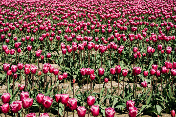 Field of pink tulips in Skagit Valley's famous Tulip Festival