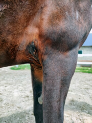 Beautiful brown horse and its wounded girth area. Vertical outdoor shot. High quality photo