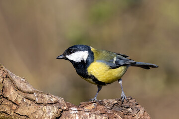 Great Tit (Parus major) in woodland setting