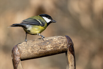 Great Tit (Parus major) in woodland setting