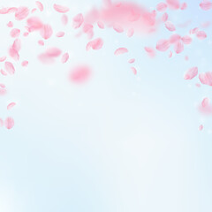 Sakura petals falling down. Romantic pink flowers falling rain. Flying petals on blue sky square background. Love, romance concept. Fascinating wedding invitation.