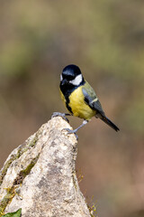 Great Tit (Parus major) in woodland setting