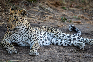 Leopard laying in the sand and relaxing.