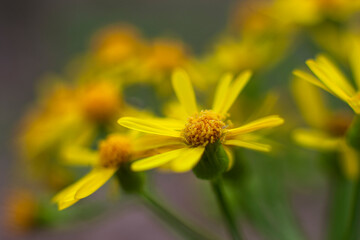 Yellow Rosinweed blooming in the spring