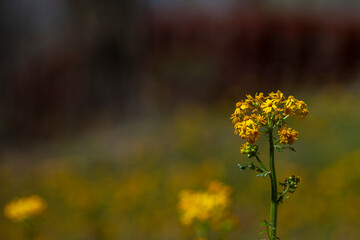 Obraz premium Yellow Rosinweed blooming in the spring