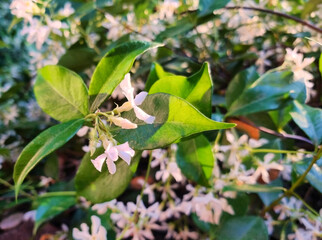 white star jasmine flowers