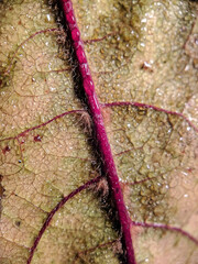 Obraz na płótnie Canvas close up of a red and green leaf