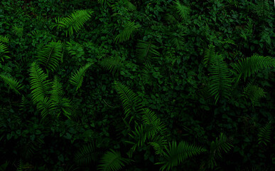 Background of the dark green leaves of fern and wild plant