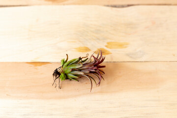 Air plant laying on a wooden background