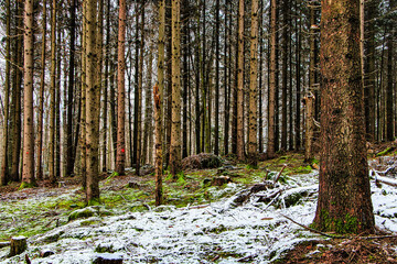 Kiefernwald mit Schnee bedecktem Boden 