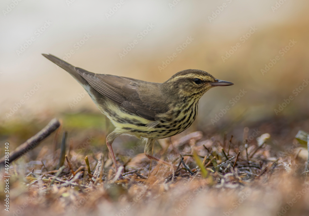 Wall mural a northern waterthrush bird searches for insects in the ground mulch.
