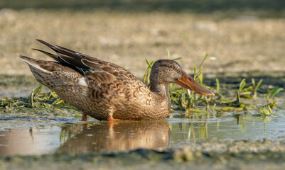 A female northern shoveler duck prepares to swim in a shallow muddy pond. 