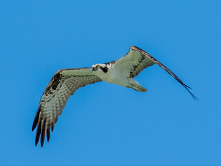 An osprey flying over the bay