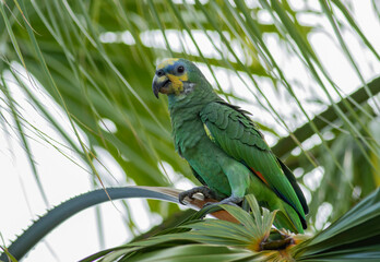 An established exotic feral orange-winged parrot perched on a palm frond at the Fairchilds Botanical Garden in Miami Florida. 