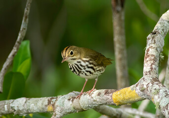 An ovenbird perched on a tree limb watches the ground below for insects 