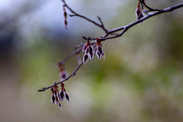 Purple redbud trees blooming in Spring