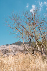 Spring nature scenery at Jinhae NFRDI Environment Eco-Park in Changwon, Korea