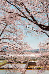 Spring nature scenery at Jinhae NFRDI Environment Eco-Park in Changwon, Korea