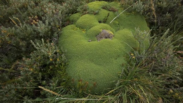 Botany. Andean flora. Closeup view of giant Bolax gummifera growing in the meadow. Beautiful green foliage texture. 