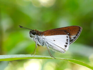 Brown and white pattern moths are very rare and unique really beautiful on the leaves with a natural background 