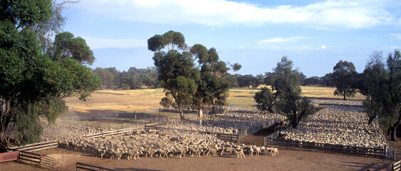 Thousands of merino sheep being herded into pens for sale in outback New South Wales, Australia. - 497391343