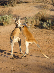 Male kangaroos fighting in far outback New South Wales, Australia.