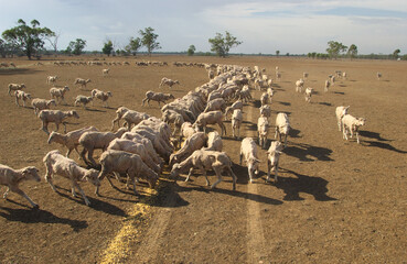 Merino sheep being hand fed during a prolonged drought in outback Australia.
