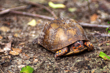 Eastern Red Box Turtle in the wild