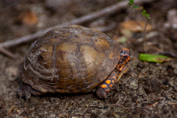 Eastern Red Box Turtle in the wild