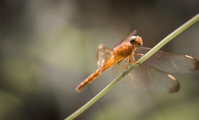 Dragonfly macro photography with green background