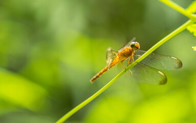 Dragonfly macro photography with green background