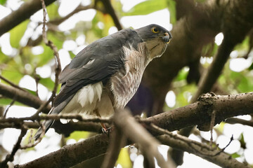 japanese sparrow hawk on the branch