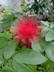 pink and white flower