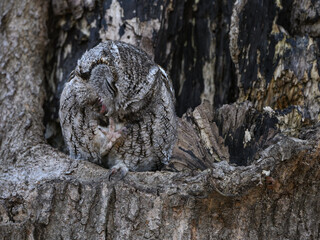 Eastern Screech Owl  Sitting in a Tree Hole and Preening in Early Spring, Portrait